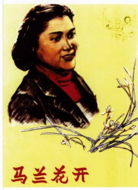 马兰花开Malan Flowers BLoom