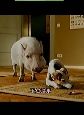 宠物寄语Tierisch verknallt